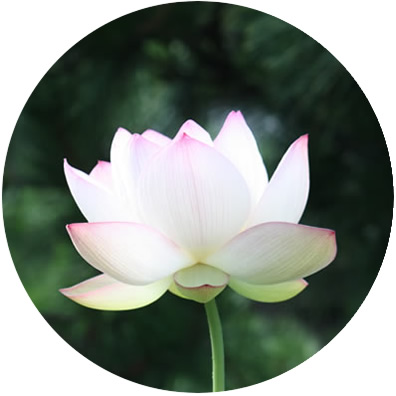 涌井陽子は長年にわたる経験者である催眠療法士、NLP及び瞑想指導者、カウンセラー、ヒーラーです。